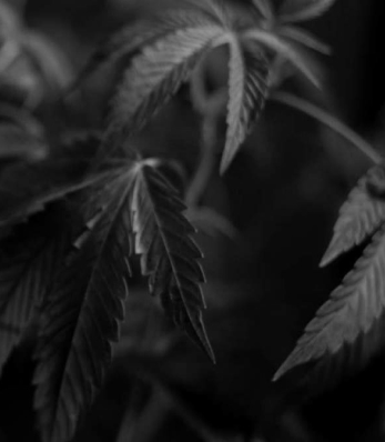 cannabis marketing agency - MJ Stack